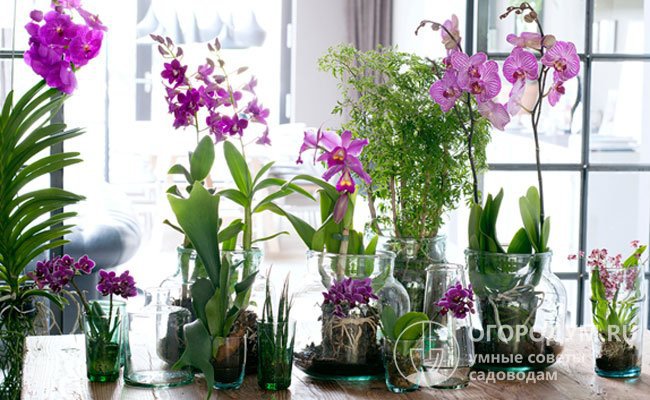 Эпифитные орхидеи имеют свободные, фотосинтезирующие корни, поэтому для их выращивания используют подвесные корзины или прозрачные стеклянные горшки