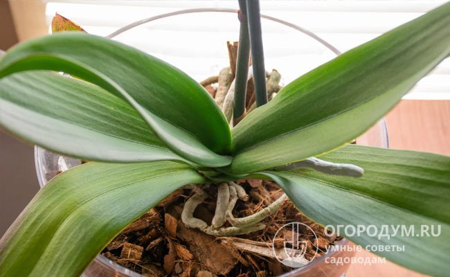 О том, что пора подкормить орхидею в домашних условиях несложно догадаться по внешнему виду растения