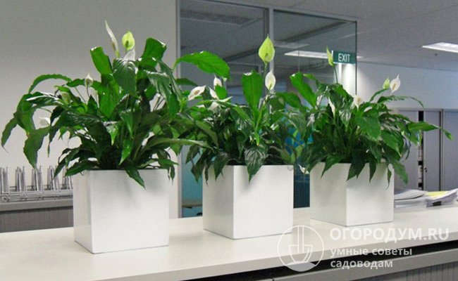 Ароидные используются для озеленения офисных и домашних интерьеров. Помимо эстетической составляющей, они – прекрасные очистители воздуха от вредных примесей