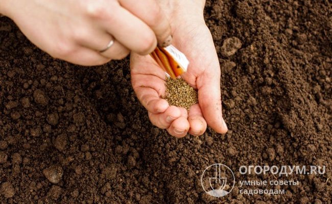 Улучшенное состояние почвы позволяет высевать мелкие семена в бороздки на приблизительно одинаковую глубину
