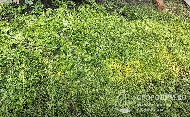 Скошенную траву в виде свежей биомассы и питательных настоев используют для подкормки деревьев и кустов