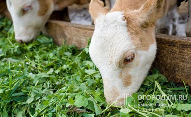 Трава используется и как кормовая – молодую зелень можно давать свиньям, козам и крупному рогатому скоту /
