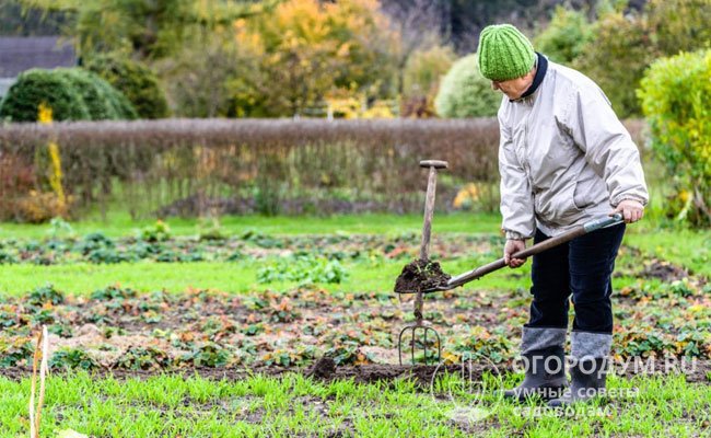 После сбора урожая в саду и на огороде истощенная почва требует пополнения запаса питательных веществ