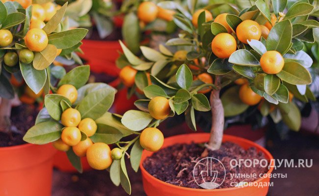 Pěstování mandarinky: Jak si doma vypěstovat a naroubovat mandarinku?