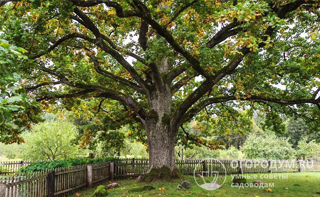 Планируя посадку дуба на участке, нужно учитывать крупные габариты взрослого дерева: в высоту оно способно достигать более 40 м, в ширину – до 25 м