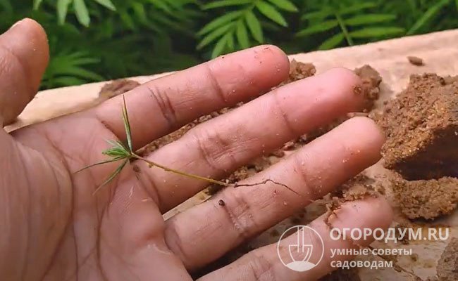 У молодых сеянцев развивается стержневая корневая система с длинным главным корнем