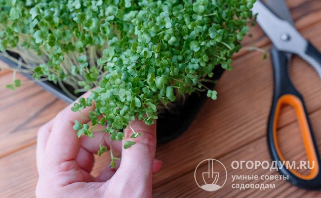 Как вырастить микрозелень в домашних условиях: пошаговая инструкция дляначинающих с фото и видео