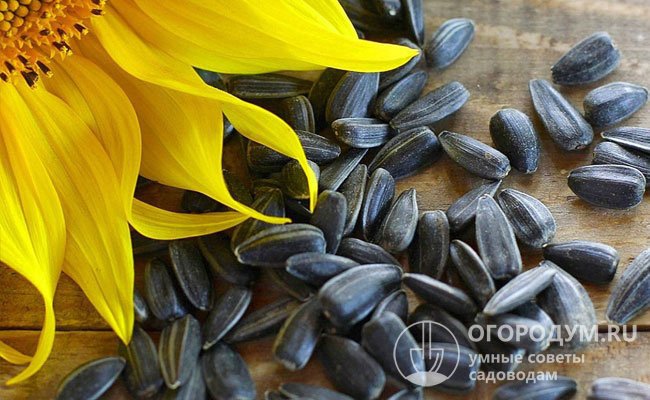 Семена однолетних масличных разновидностей и клубни топинамбура повсеместно используются в качестве пищевого, лекарственного и кормового сырья
