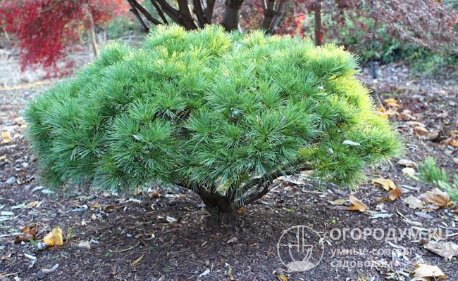Продолжительность жизни сосны Веймутова (Pinus strobus) – около 400 лет