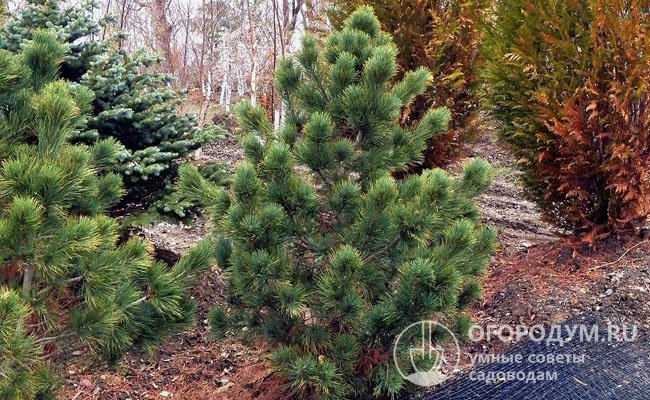 Кедр европейский (Pinus cembra) схож с кедром сибирским (Pinus sibirica), но имеет более длинную хвою