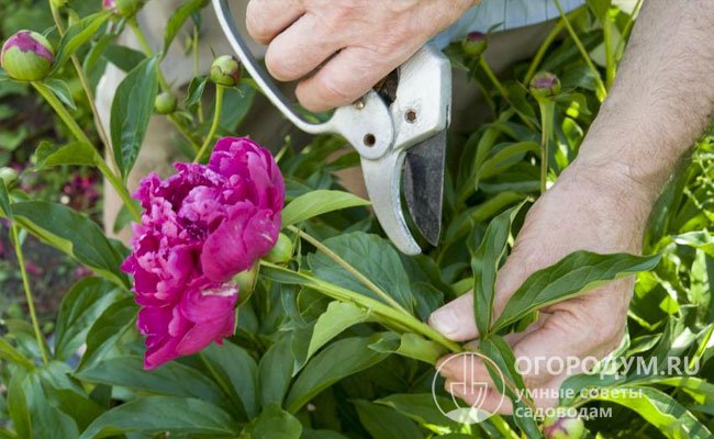Как организовать правильный уход за пионами и лилиями после цветения подробно рассказано в статьях на нашем сайте