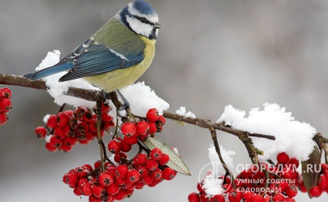 Плоды, остающиеся на ветвях, привлекают зимующих птиц, обеспечивают им пропитание