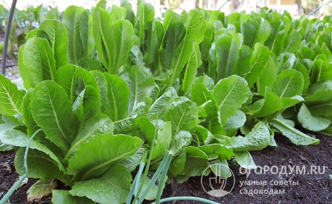 Холодостойкий, быстрорастущий шпинат вырастает до 30 см, образуя розетку ярко-зеленых, сочных листьев