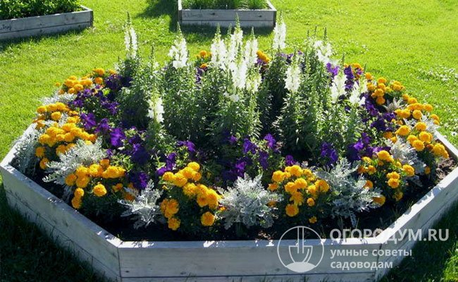 Выбирайте растения максимально гармонично, выделяя яркость высоких цветов окантовкой из низеньких «собратьев» нежных расцветок или наоборот