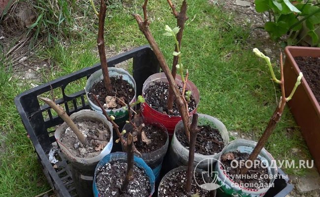 Когда лучше сажать саженцы плодовых деревьев: весной или осенью, советы