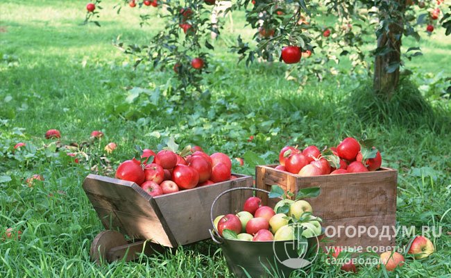 О наиболее перспективных для средней полосы яблонях и грушах читайте в статьях на нашем сайте