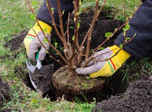 Когда лучше сажать саженцы плодовых деревьев: весной или осенью