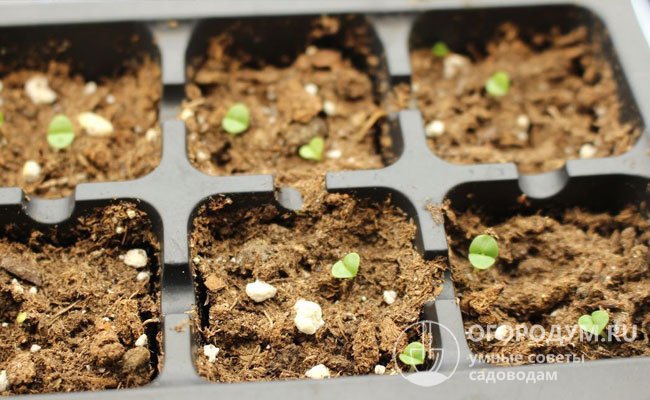 Семена удобно посеять в стандартные пластиковые кассеты с ячейками