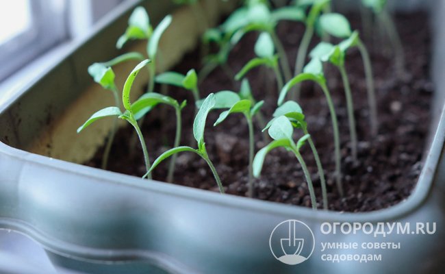 Выращивая рассаду на подоконнике, важно не допустить ее перерастания и вовремя высадить в теплицу или в открытый грунт