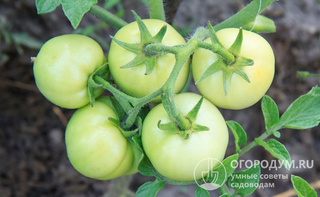 Сорта с белыми и зелеными плодами предназначены для аллергиков, чувствительных к ликопинам, антоцианам и прочим веществам