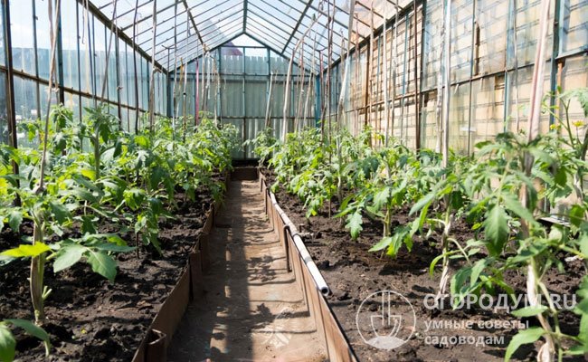 Сроки, когда лучше сажать огурцы и помидоры на рассаду в 2022 году, нужно подбирать с учетом способа последующего выращивания – в открытом или защищенном грунте