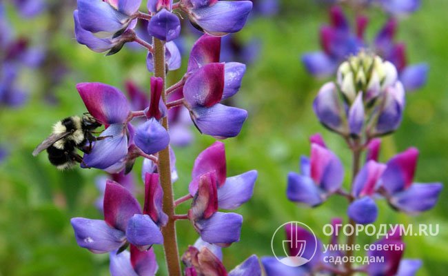 Цветущие растения привлекают различных насекомых, в том числе пчел, собирающих с них цветочную пыльцу