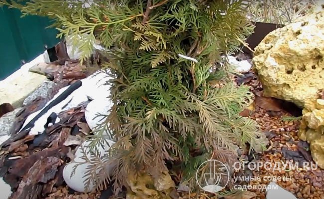 Слой сухой мульчи в приствольном круге способствует удержанию снега, который служит основной защитой поверхностно залегающих корней от вымерзания