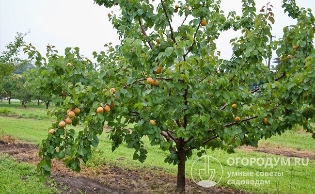 При сборе урожая с низкорослых абрикосов удается обойтись без лестницы