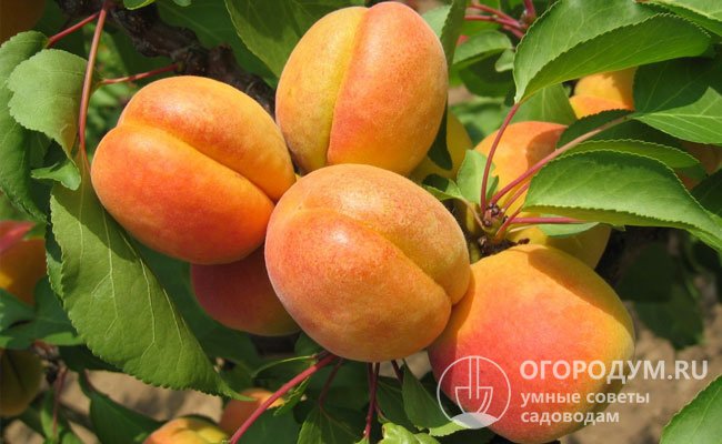 Основным недостатком абрикоса «Алеша» считается крупная косточка (11-16% массы плода)