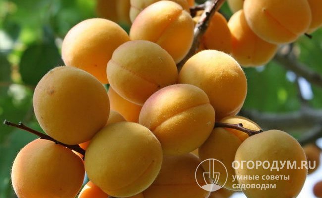 «Водолей» был выделен из сеянцев от сорта «Лель», ценится за регулярную высокую урожайность, отличные вкусовые качества плодов