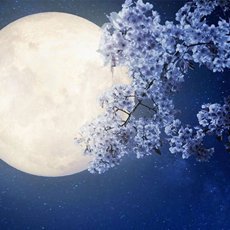 Лунный посевной календарь на май 2022