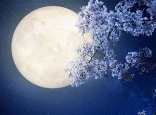 Лунный посевной календарь на май 2022