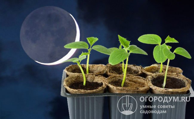 Период нарастающей Луны (03-17.03.22) считается наиболее благоприятным для посева и посадки растений, дающих урожай на надземной части