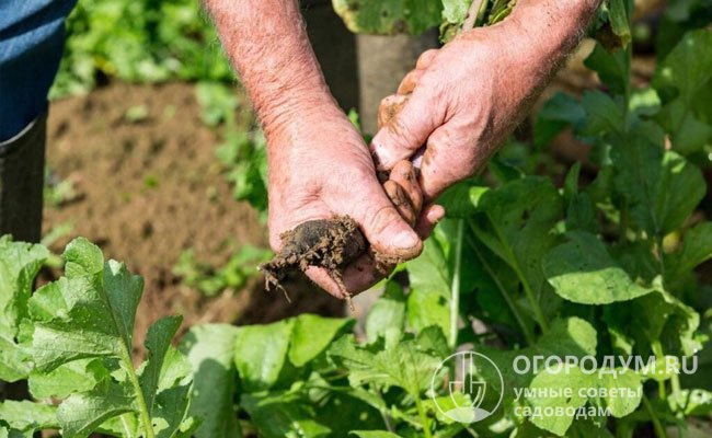 Как показывает практика, использование органики плохо влияет на качество и лежкость урожая