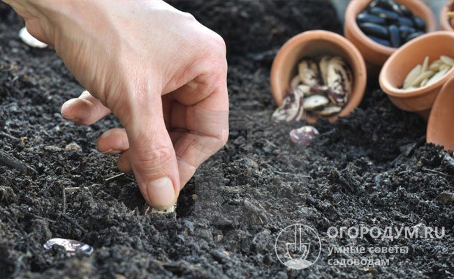 Посадка фасоли в открытый грунт: сроки посева весной семенами, советы, видео
