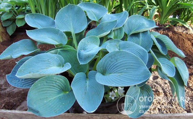 Популярный гибрид «Канадиан Блю» (Canadian Blue) отличается насыщенным, стойким цветом жестких рифленых листьев овально-клиновидной формы