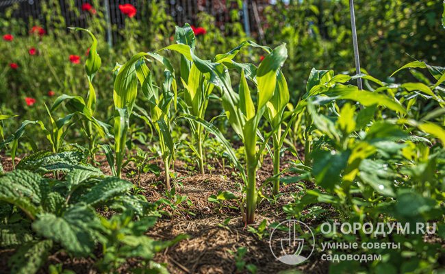 Кукуруза любит нейтральную почву: плодородную, рыхлую, насыщенную кислородом и хорошо пропускающую влагу