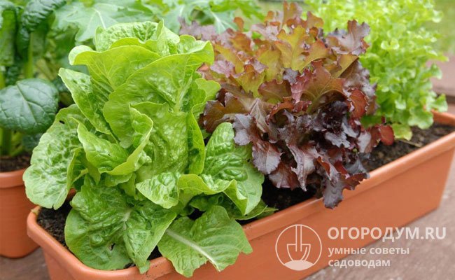 Zemědělská technologie a vlastnosti pěstování salátu na chatě