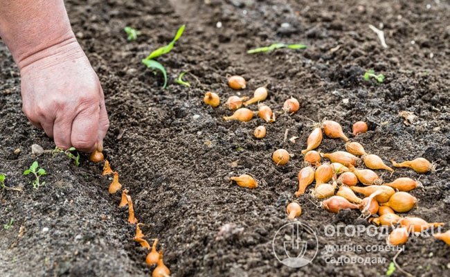 Севок сажают в слегка влажную почву (если она пересохла, то проводят предварительное орошение), поэтому полив потребуется через 1-2 недели