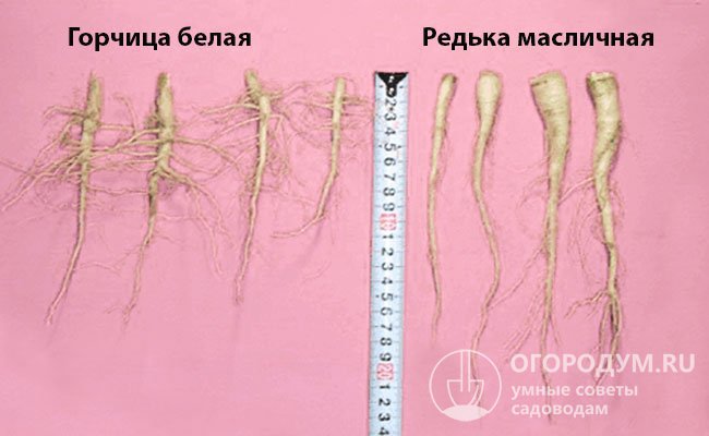 На фото – отличия в развитии корней популярных сидеральных культур с 52-го до 72-го дня вегетации