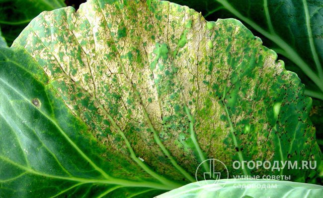 На фото – проявления пероноспороза (ложной мучнистой росы) на капустных листьях