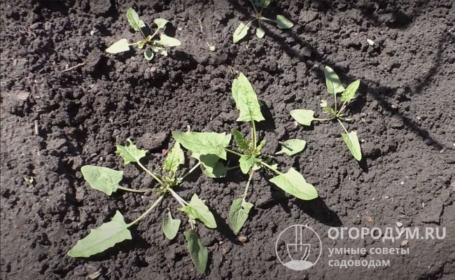 Земляничный шпинат предпочитает слабокислые или нейтральные почвы (с pH 6,1-7,5)