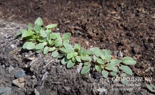 Шпинат земляничный: выращивание из семян, советы по уходу, описание, фото,отзывы