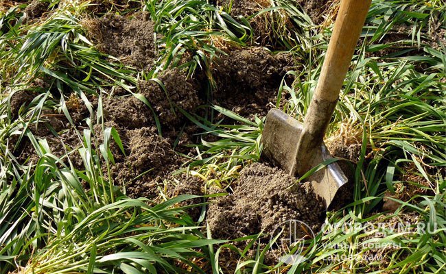 Сидерация – процесс выращивания растений с последующей заделкой в почву с целью улучшения ее структуры и обогащения питательными веществами