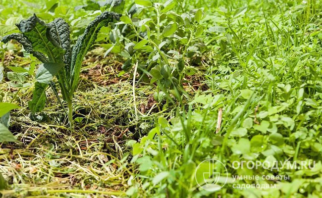 Сидераты для огорода: что это такое, когда сеять, польза и вред, фото,описание