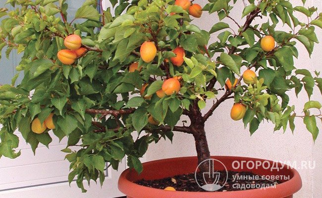 Выращенное из косточки молодое абрикосовое деревце можно со временем высадить в сад или оставить в объемном контейнере