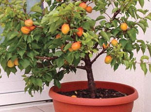 Выращивание абрикоса в домашних условиях