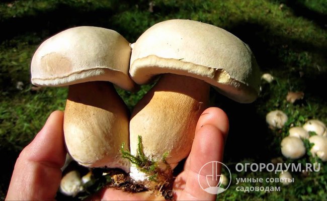 В Китае лесные грибы выращивают в искусственных условиях более 2 тысяч лет