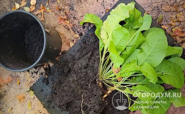 Выращивание хрена: посадка в открытый грунт на даче, советы для начинающихогородников