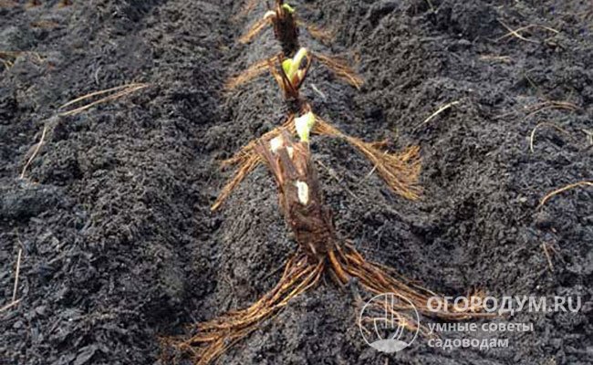 Выращивание хрена: посадка в открытый грунт на даче, советы для начинающихогородников